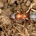 Rufibarbis-group Wood Ants - Photo (c) gernotkunz, all rights reserved, uploaded by gernotkunz