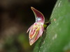 Pleurothallis matudana - Photo (c) Rudy Gelis, all rights reserved, uploaded by Rudy Gelis
