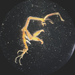Japanese Skeleton Shrimp - Photo (c) Kevin C. K. Ma, all rights reserved, uploaded by Kevin C. K. Ma