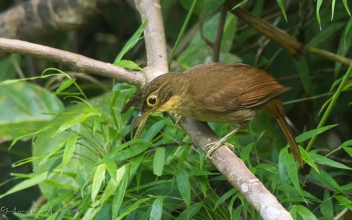 Chiriqui Foliage-gleaner