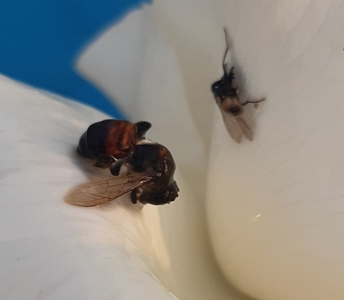 photo of Western Honey Bee (Apis mellifera)