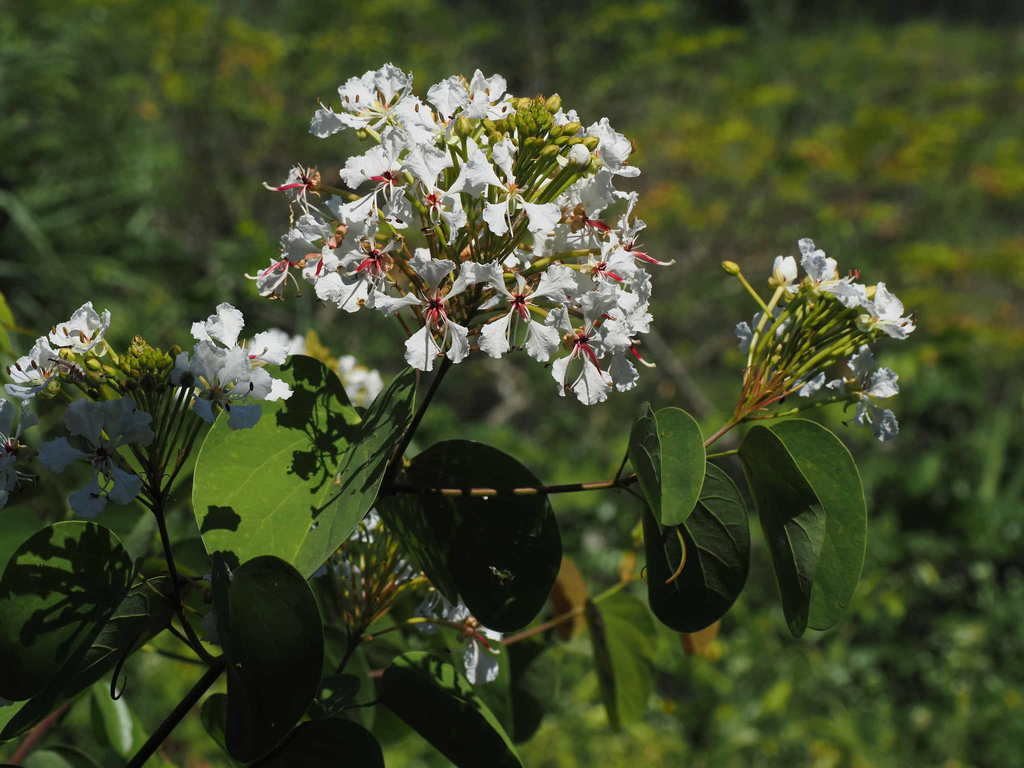Orchid tree