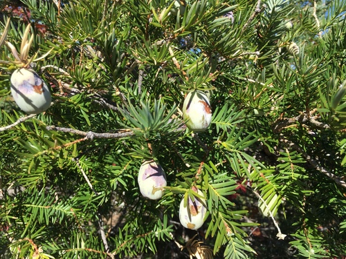 California torreya