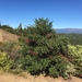 Torreya californica - Photo (c) albone, todos los derechos reservados, uploaded by albone