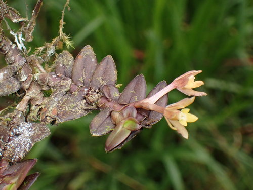 Epidendrum nanum