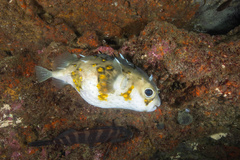 Deepwater Burrfish - Photo (c) Toby Dickson, all rights reserved, uploaded by Toby Dickson