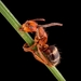 Ophiocordyceps camponoti-floridani - Photo (c) Jon Bremer, όλα τα δικαιώματα διατηρούνται, uploaded by Jon Bremer