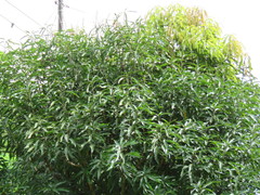 Mangifera indica image