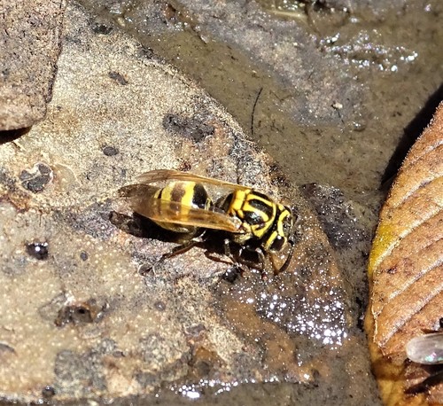 Brachygastra smithii · NaturaLista Mexico