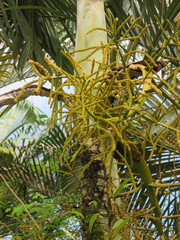 Dypsis lutescens image