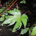Begonia algaia - Photo (c) 小铖/Smalltown, todos os direitos reservados, uploaded by 小铖/Smalltown