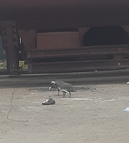 Helmeted Guineafowl