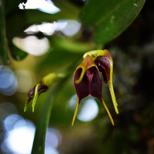 Bicolor Orchid