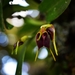 Masdevallia bicolor - Photo (c) Bichos y Flores, all rights reserved, uploaded by Bichos y Flores