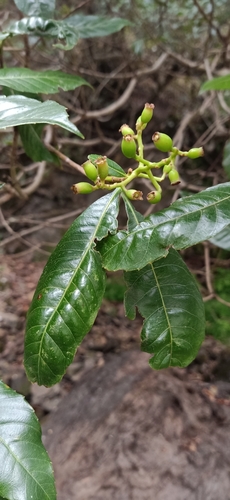 Eriobotrya dubia