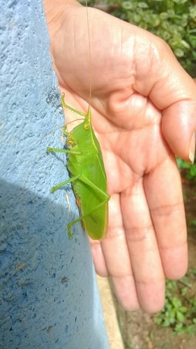 Oxyprora flavicornis