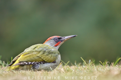 Iberian Green Woodpecker