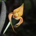 Masdevallia norops - Photo (c) Rudy Gelis, all rights reserved, uploaded by Rudy Gelis