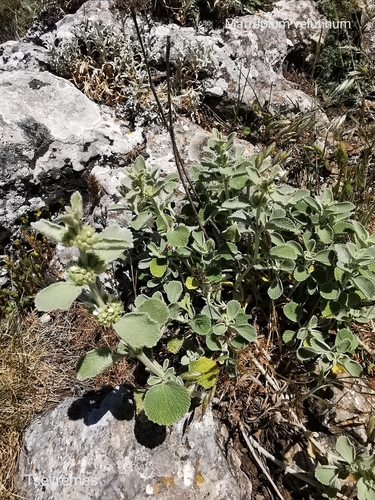 Velvet-white horehound (Marrubium velutinum)