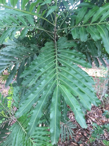 Género Filicium · iNaturalist Mexico