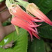 Ceratostema peruvianum - Photo (c) Rudy Gelis, all rights reserved, uploaded by Rudy Gelis