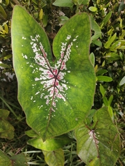 Caladium bicolor image