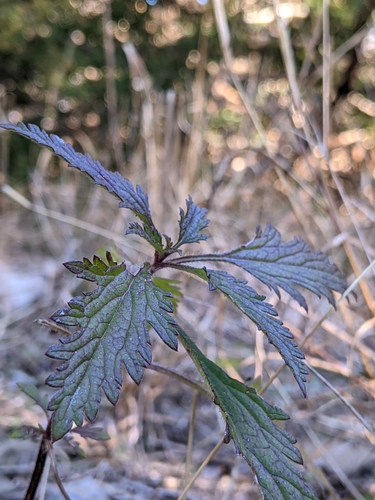 rose vervain