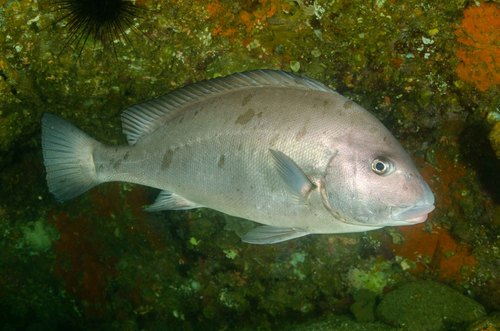 Diagramma labiosum Macleay, 1883