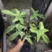 Philodendron quinquelobum - Photo (c) lucas eduardo, όλα τα δικαιώματα διατηρούνται, uploaded by lucas eduardo