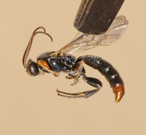 Seticornuta terminalis