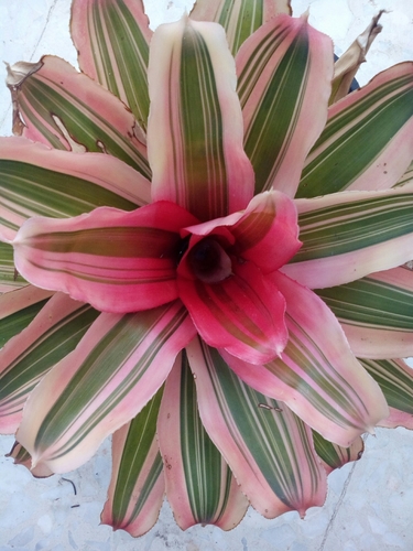 Neoregelia carolinae image
