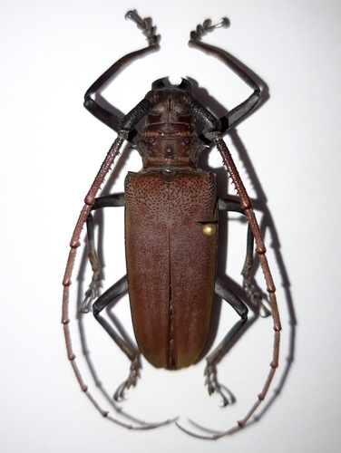 Mango-tree Longicorn Borer