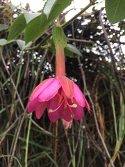 Passiflora tripartita image