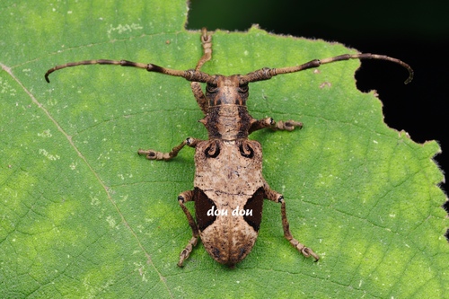 Paraleprodera diophthalma (Pascoe, 1857)