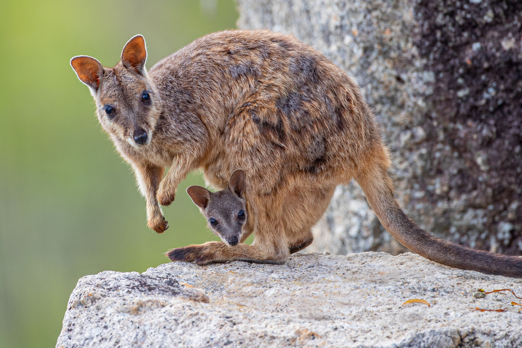 Black-flanked Rock-wallaby (Mammals of South Australia) · iNaturalist