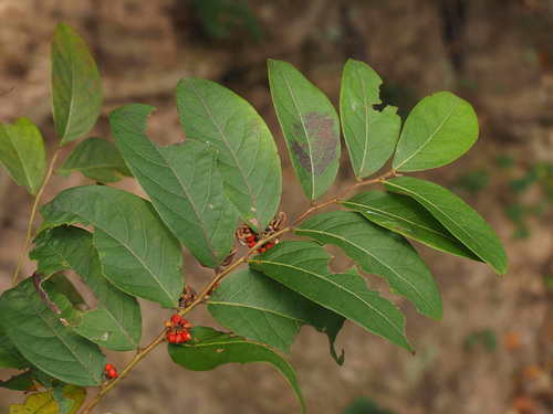 Glochidion wilsonii