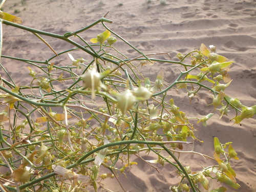 Pugionium