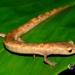 Salamandra de Mombacho - Photo (c) Milton-Salazar-Saavedra, todos los derechos reservados, subido por Milton-Salazar-Saavedra