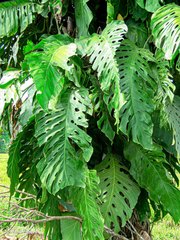 Monstera dubia image