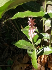 Alpinia purpurata image