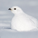 Ptarmigans - Photo (c) TroyEcol, all rights reserved, uploaded by TroyEcol