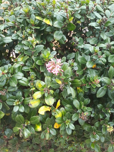 Escalloniales