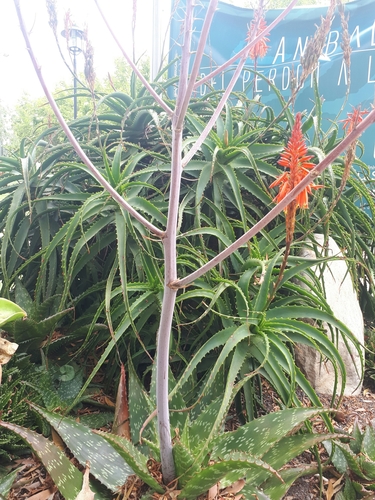 Aloe image