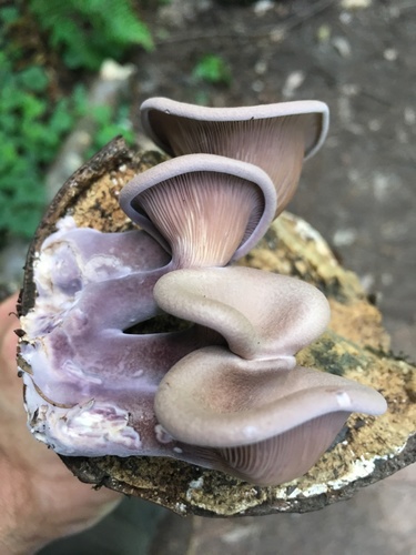 Lilac oysterling