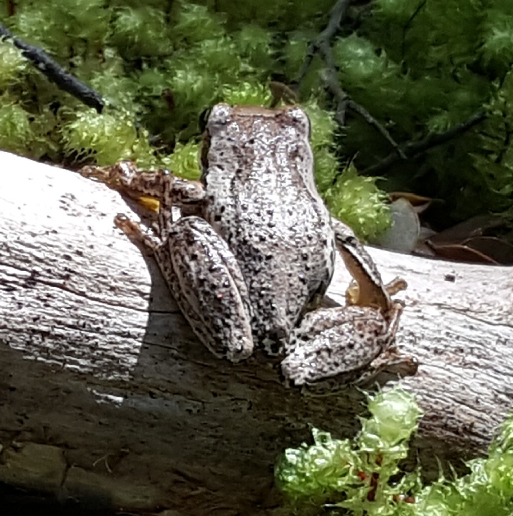 Southern Brown Tree Frog from Canterbury 7580, New Zealand on January