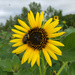 Common Sunflower - Photo (c) Kassie Henrikson, all rights reserved, uploaded by Kassie Henrikson