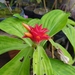 Costus juruanus - Photo 由 Marllus Rafael Almeida 所上傳的 (c) Marllus Rafael Almeida，保留所有權利