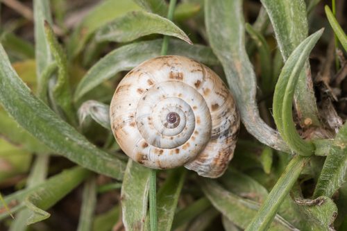 Xeropicta krynickii
