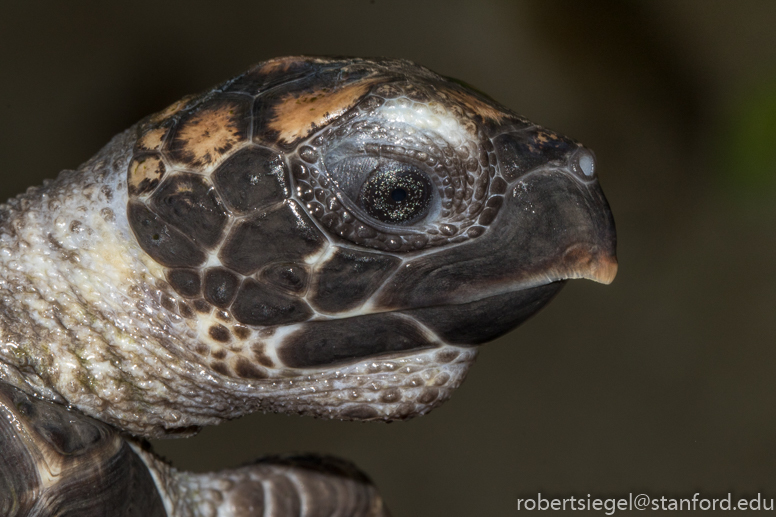 Hawksbill Sea Turtle