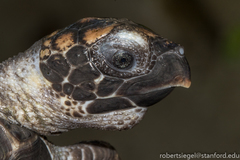 Hawksbill Sea Turtle